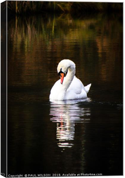 Mute Swan and Reflection Canvas Print by PAUL WILSON