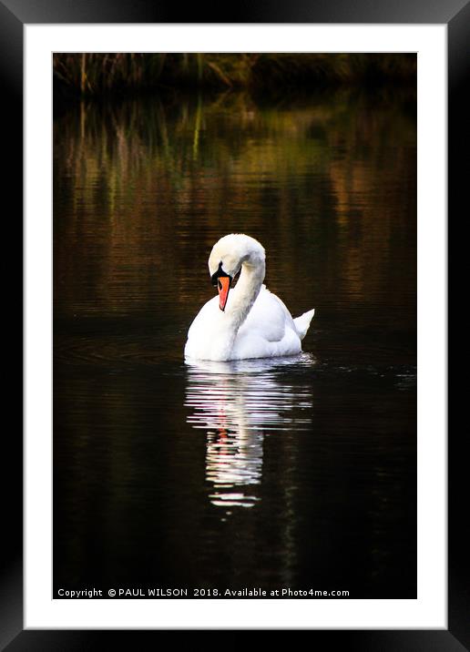 Mute Swan and Reflection Framed Mounted Print by PAUL WILSON
