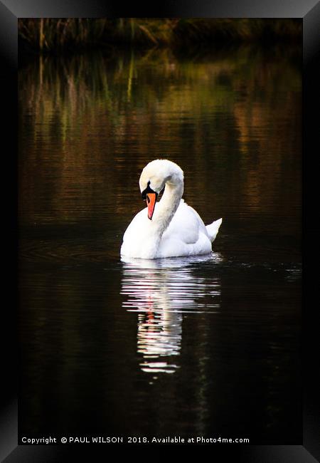 Mute Swan and Reflection Framed Print by PAUL WILSON