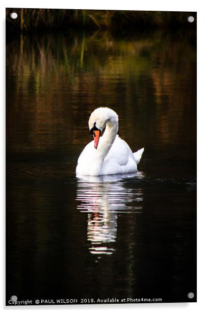 Mute Swan and Reflection Acrylic by PAUL WILSON