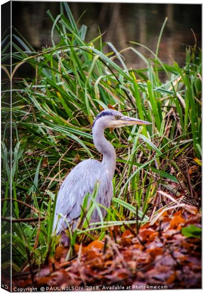 Young Heron on the towpath Canvas Print by PAUL WILSON