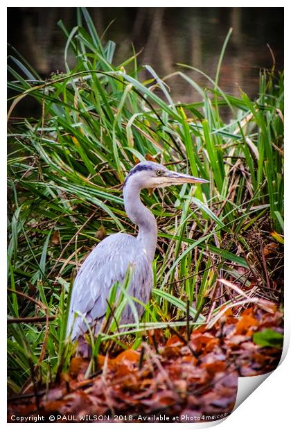 Young Heron on the towpath Print by PAUL WILSON