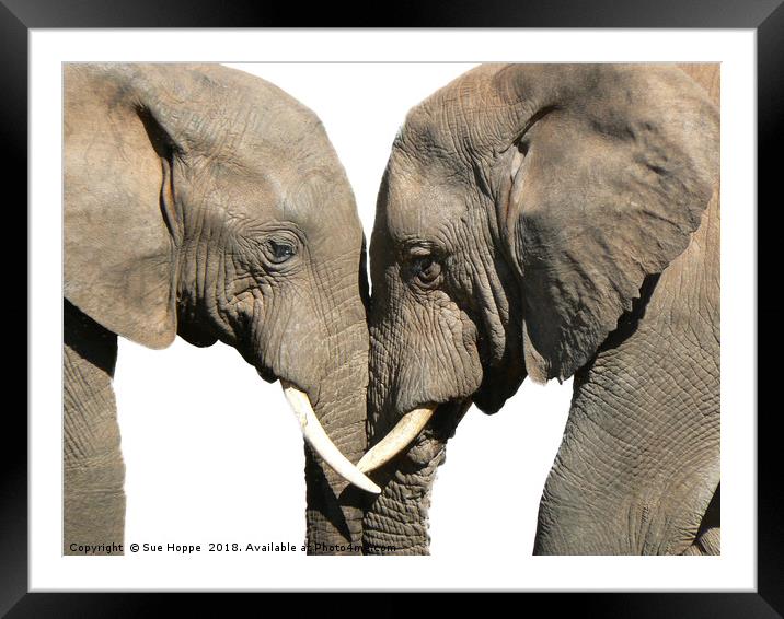 Elephants greeting on white background Framed Mounted Print by Sue Hoppe
