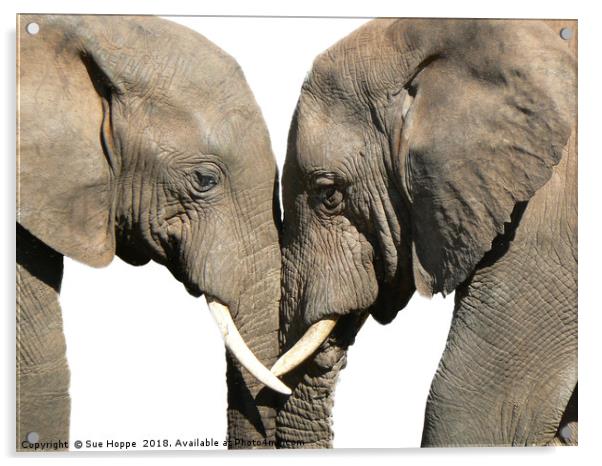 Elephants greeting on white background Acrylic by Sue Hoppe