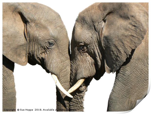 Elephants greeting on white background Print by Sue Hoppe
