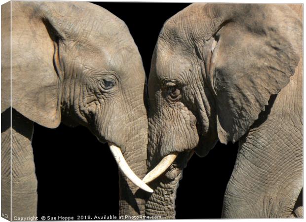 Two elephants greeting black background Canvas Print by Sue Hoppe