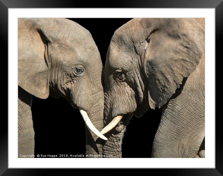 Two elephants greeting black background Framed Mounted Print by Sue Hoppe