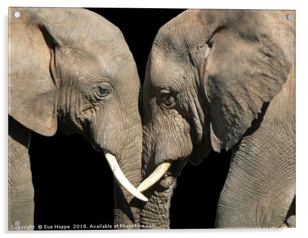 Two elephants greeting black background Acrylic by Sue Hoppe