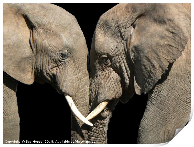 Two elephants greeting black background Print by Sue Hoppe