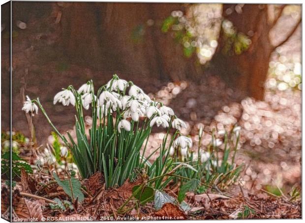 "Snowdrops in the wood" Canvas Print by ROS RIDLEY