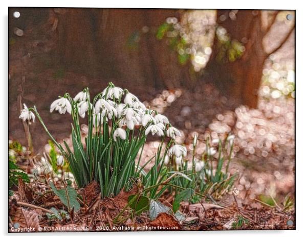 "Snowdrops in the wood" Acrylic by ROS RIDLEY