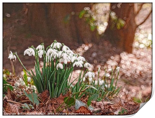 "Snowdrops in the wood" Print by ROS RIDLEY