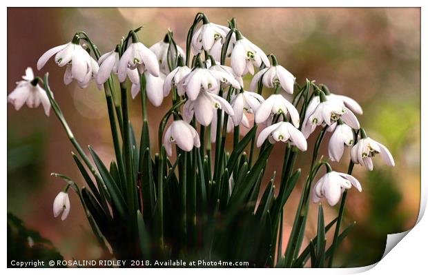 "Evening light on snowdrops" Print by ROS RIDLEY