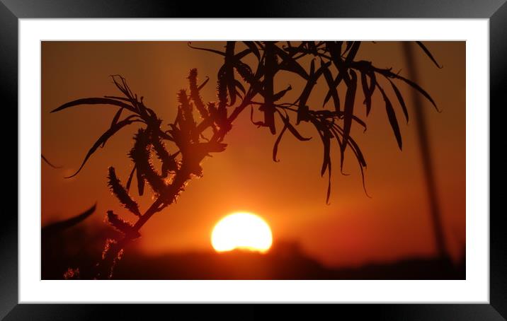                                Dying of the Light Framed Mounted Print by Matthew Balls