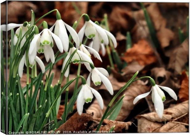 "snowdrops in beech leaves" Canvas Print by ROS RIDLEY