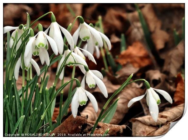 "snowdrops in beech leaves" Print by ROS RIDLEY