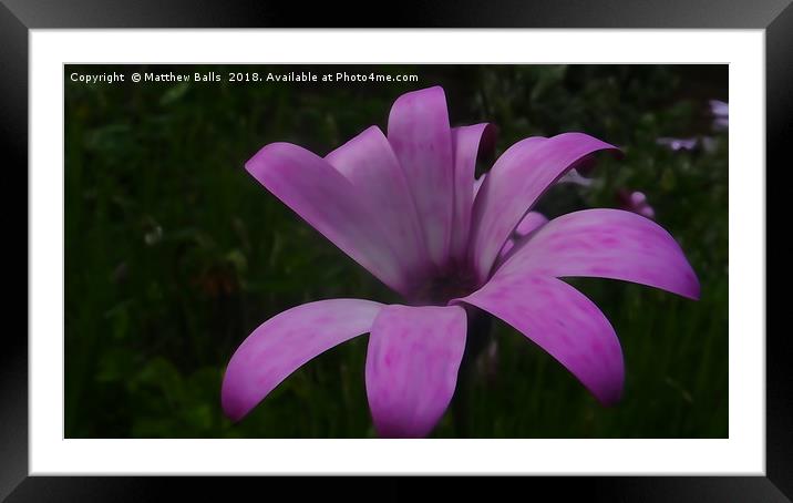        A Big Purple Flower                         Framed Mounted Print by Matthew Balls