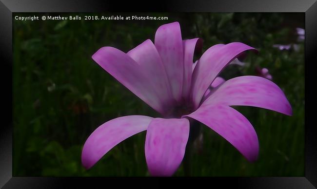        A Big Purple Flower                         Framed Print by Matthew Balls