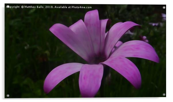        A Big Purple Flower                         Acrylic by Matthew Balls