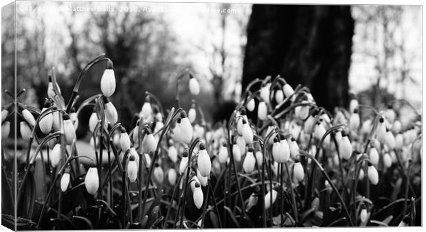                Snowdrops in Black  and White Canvas Print by Matthew Balls