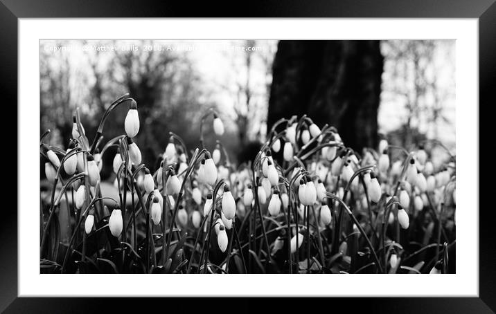                Snowdrops in Black  and White Framed Mounted Print by Matthew Balls