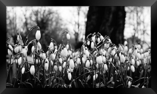                Snowdrops in Black  and White Framed Print by Matthew Balls