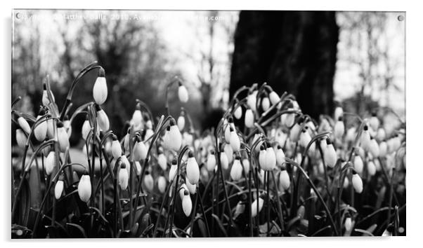                Snowdrops in Black  and White Acrylic by Matthew Balls