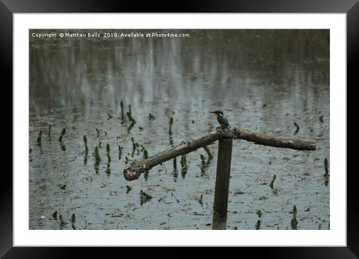   A kingfisher In The Rain Framed Mounted Print by Matthew Balls