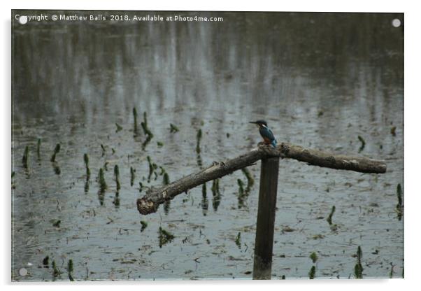   A kingfisher In The Rain Acrylic by Matthew Balls