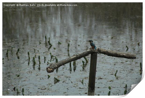   A kingfisher In The Rain Print by Matthew Balls