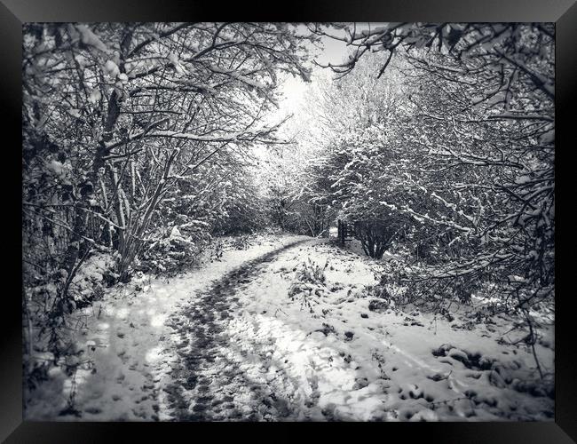 Snow Path Framed Print by Purple OneTwoEight