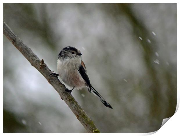 Long Tailed Tit Print by Donna Collett