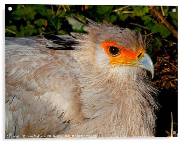          Secretary Bird                       Acrylic by Jane Metters