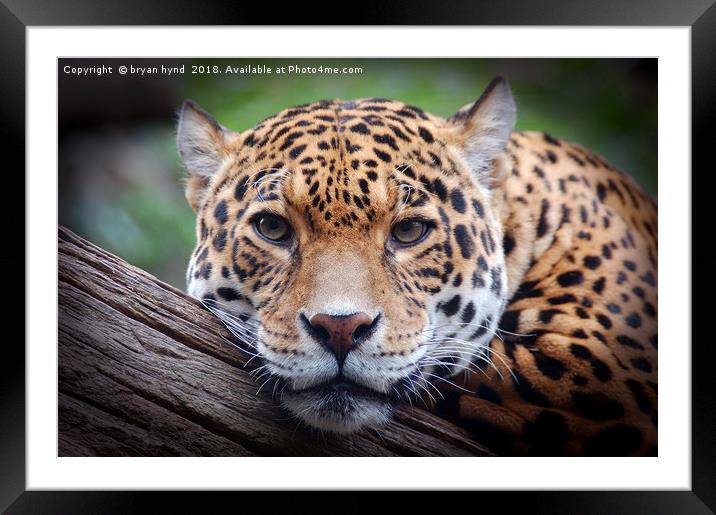 Jaguar Stare 2 Framed Mounted Print by bryan hynd
