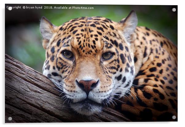 Jaguar Stare 2 Acrylic by bryan hynd