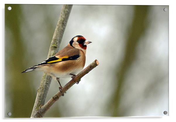 Goldfinch Acrylic by Donna Collett
