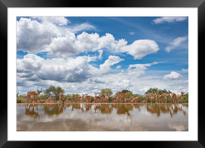Rush hour at the waterhole Framed Mounted Print by Villiers Steyn