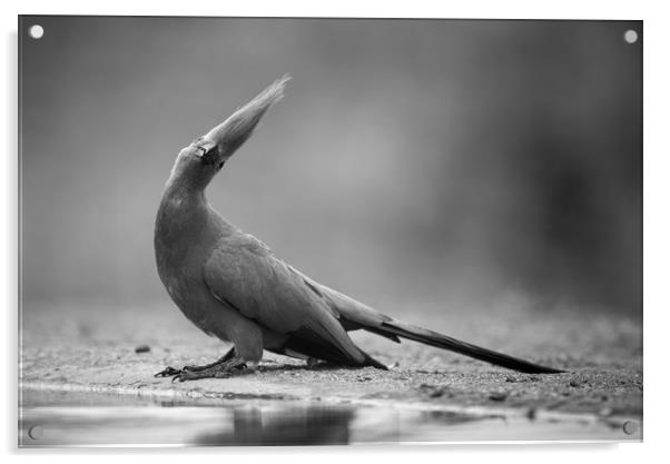 Grey go-away bird Acrylic by Villiers Steyn