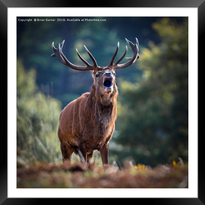 Rutting Red Deer Stag Framed Mounted Print by Brian Garner