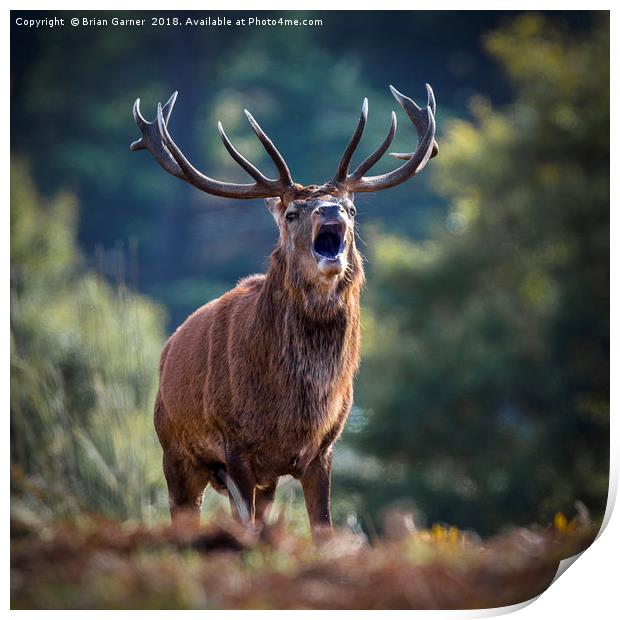 Rutting Red Deer Stag Print by Brian Garner