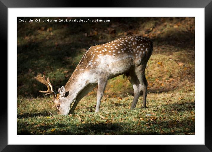 Fallow Deer Buck Framed Mounted Print by Brian Garner