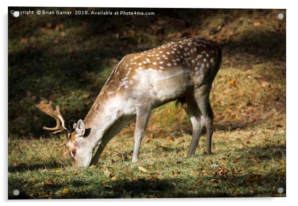 Fallow Deer Buck Acrylic by Brian Garner