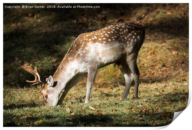 Fallow Deer Buck Print by Brian Garner