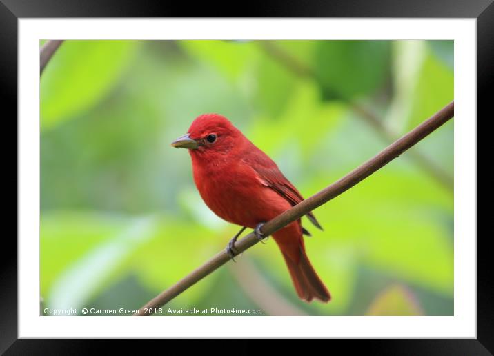 Summer Tanager, Costa Rica Framed Mounted Print by Carmen Green