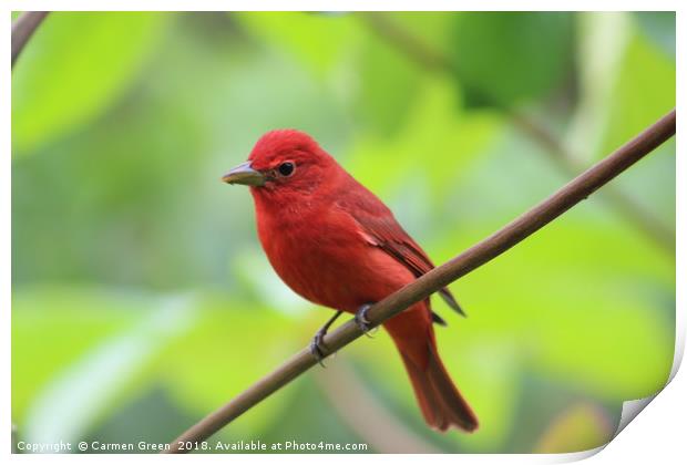 Summer Tanager, Costa Rica Print by Carmen Green
