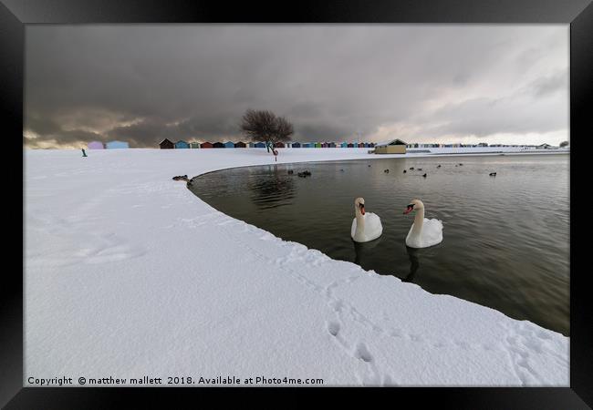 Harwich Swans And Snow Framed Print by matthew  mallett