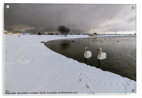 Harwich Swans And Snow Acrylic by matthew  mallett