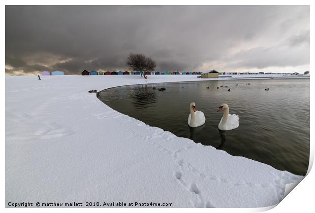 Harwich Swans And Snow Print by matthew  mallett