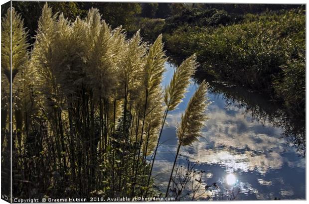 Pampas grass Canvas Print by Graeme Hutson