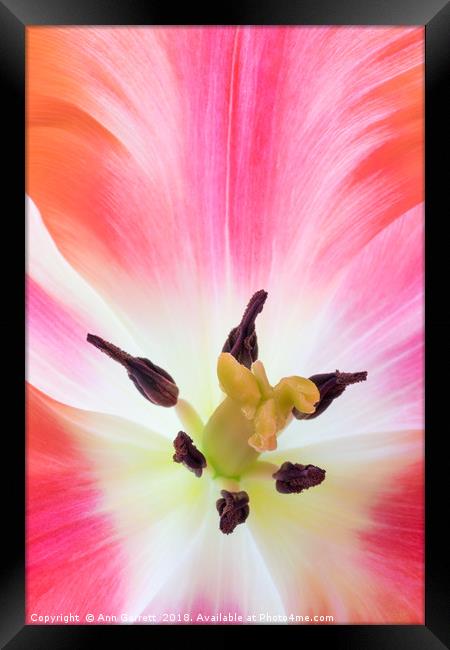 Parrot Tulip Macro Framed Print by Ann Garrett